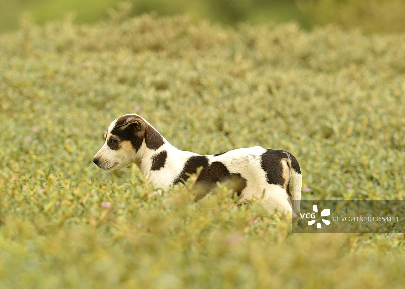 田野里的纯种犬特写图片素材