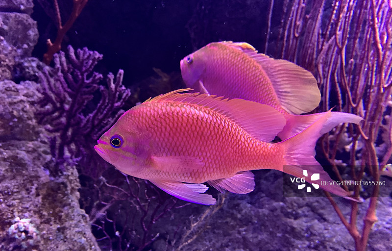 热带海水鱼水族箱畅游特写图片素材