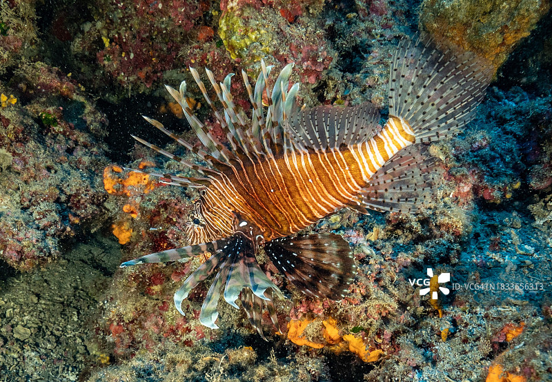 海中热带狮子鱼游泳的高角度视图图片素材