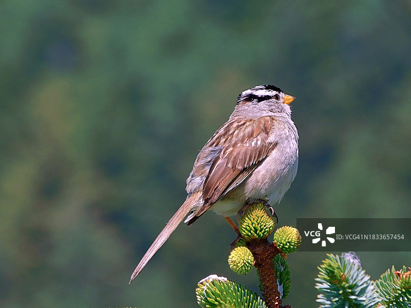 蓝喉歌鸲栖息在树枝上，美国俄勒冈州图片素材
