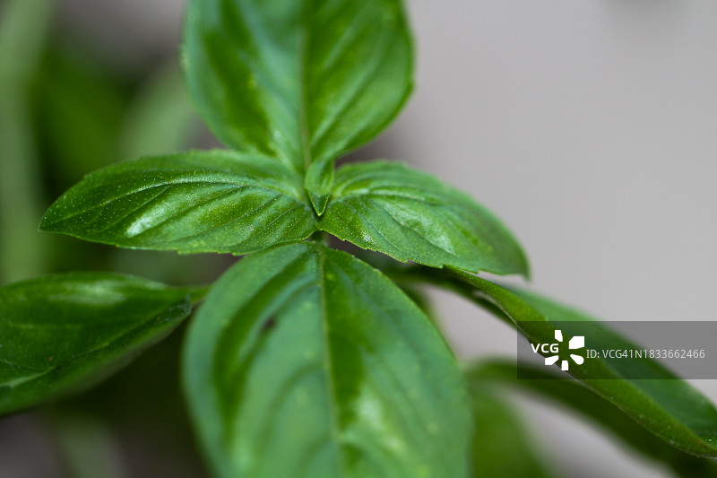植物特写，塔斯廷，加利福尼亚州，美国图片素材
