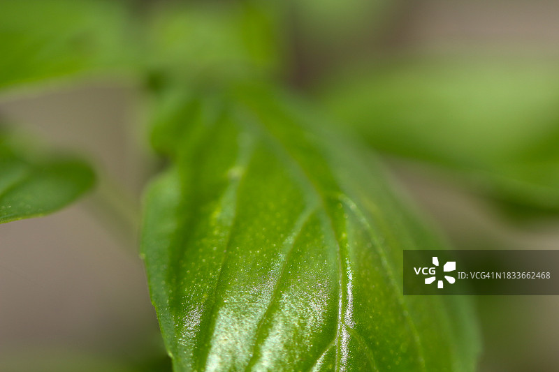 加利福尼亚州塔斯廷的绿叶特写图片素材