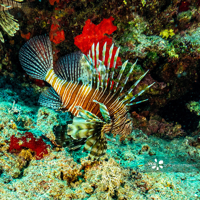 特写：热带海水狮子鱼在海中游泳图片素材