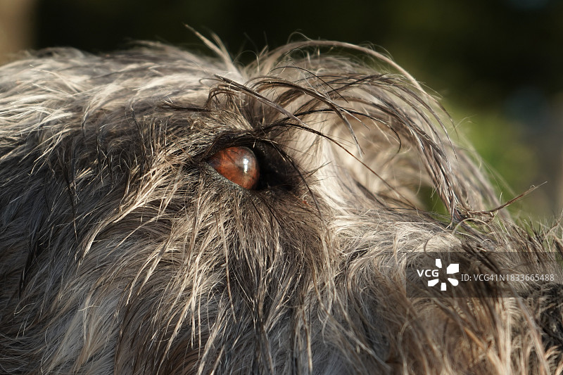 动物的特写，克罗地亚图片素材