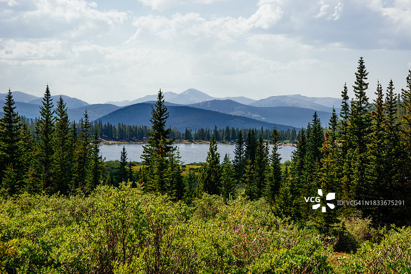 科罗拉多州松树的风景图片素材