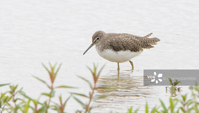 矶鹬在海滩上栖息的特写图片素材