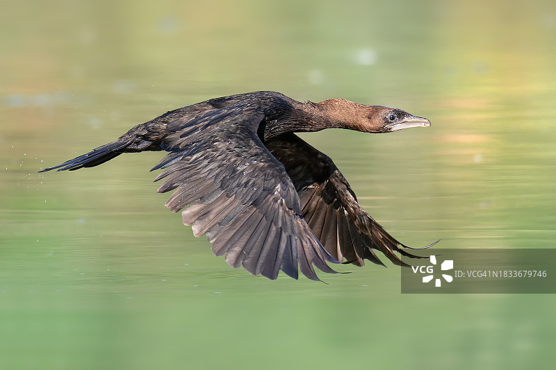 飞越湖面的鸬鹚特写图片素材