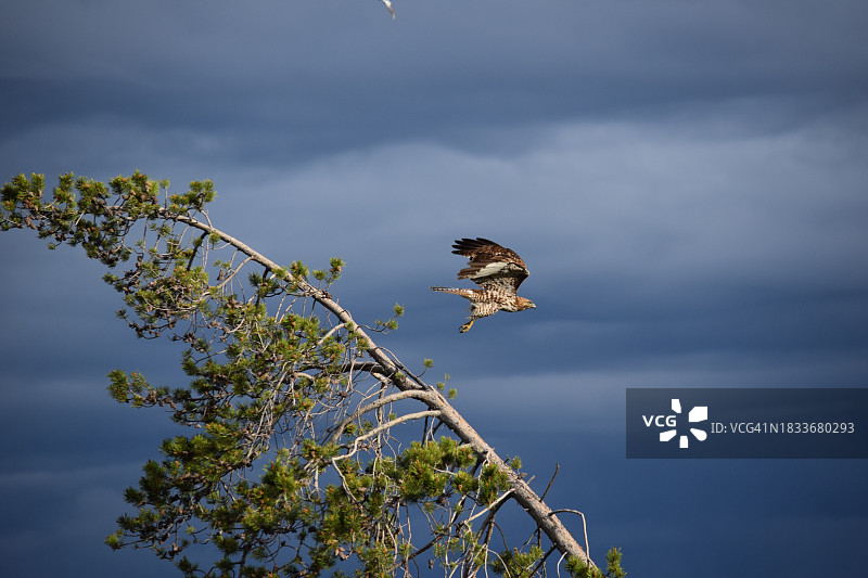 科罗拉多州大湖上空飞翔的雄鹰图片素材