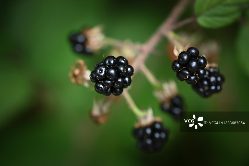 奥地利树上生长的黑莓特写图片素材