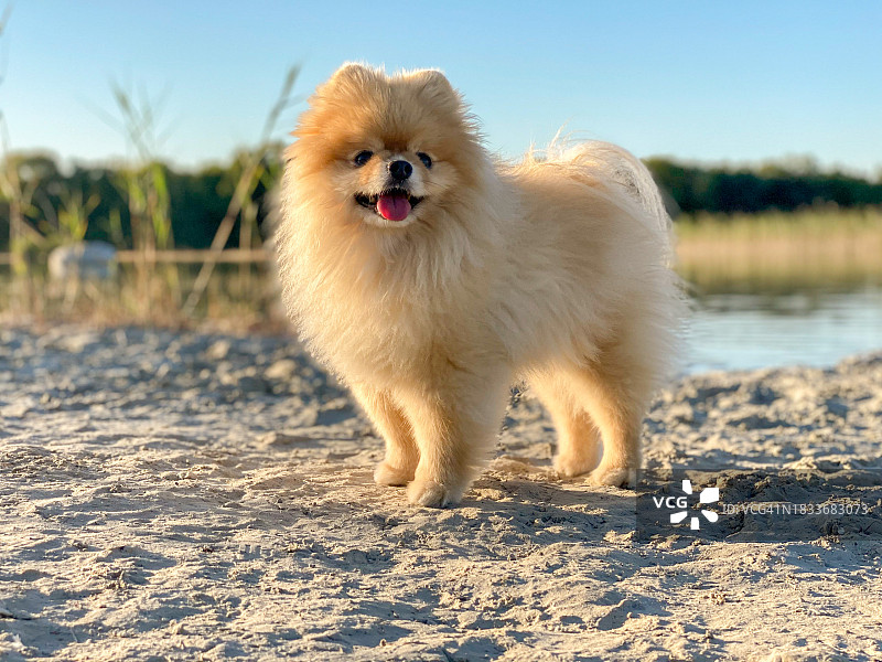 俄罗斯圣彼得堡草地上的博美犬图片素材