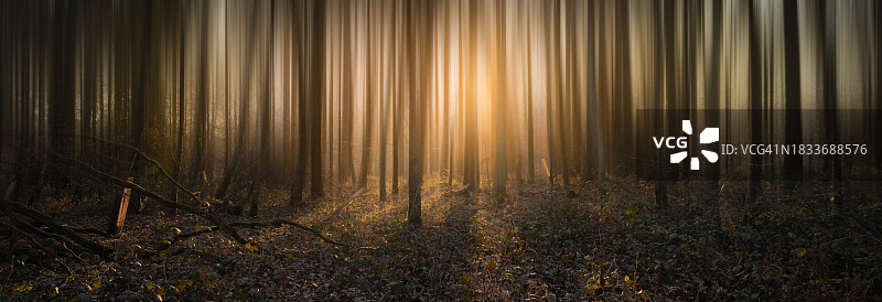 森林中的树木图片素材