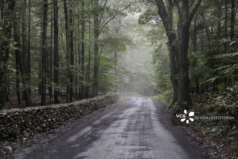 纽约州伍德斯托克森林中树木间的空旷道路，美国图片素材