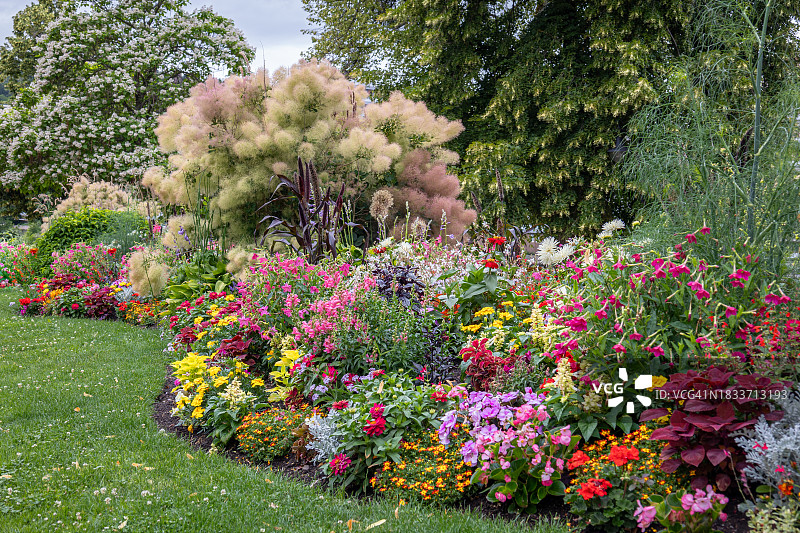 花园里的开花植物风光图片素材