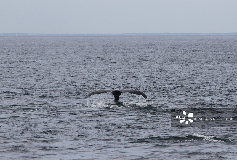 座头矮须鲸在海中游泳的高角度视图，美国马萨诸塞州图片素材
