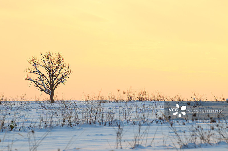 迟暮阳光下的孤树图片素材