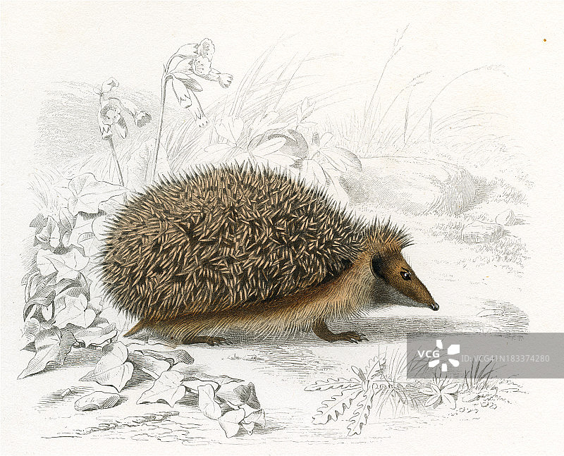 1849年刺猬历史插图图片素材