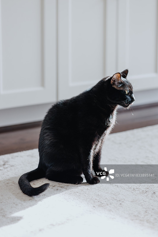 黑猫坐在厨房阳光下图片素材