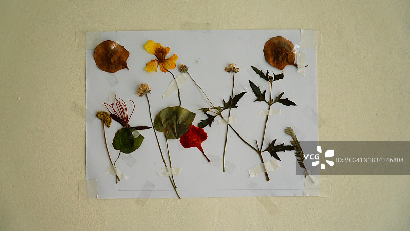 纸上的干燥植物标本花图片素材