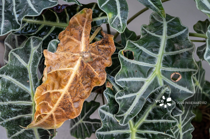 患有叶枯病的亚马逊观音莲图片素材