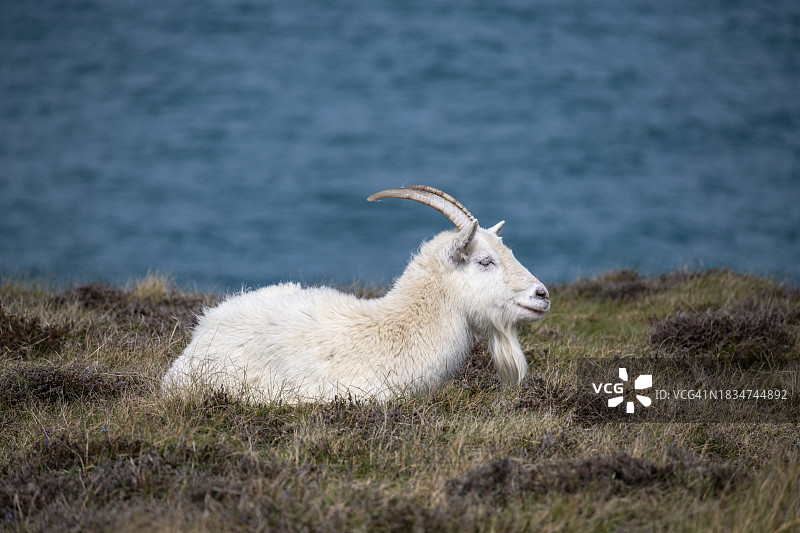 北威尔士安格尔西岛海岸上的野生山羊图片素材