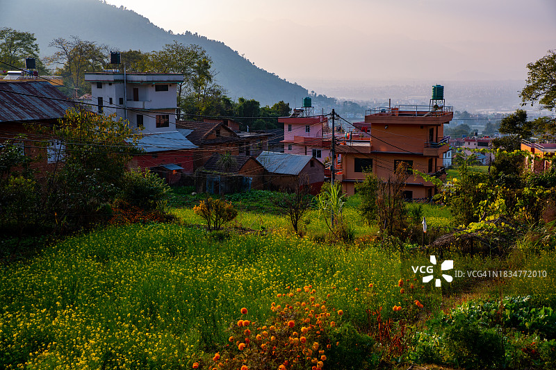 拉马塔尔的清晨：尼泊尔村庄房屋中的万寿菊图片素材