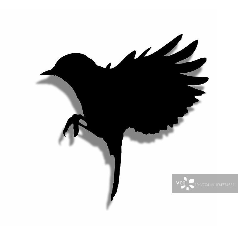 白色背景上张开翅膀的鸟剪影矢量插画图片素材