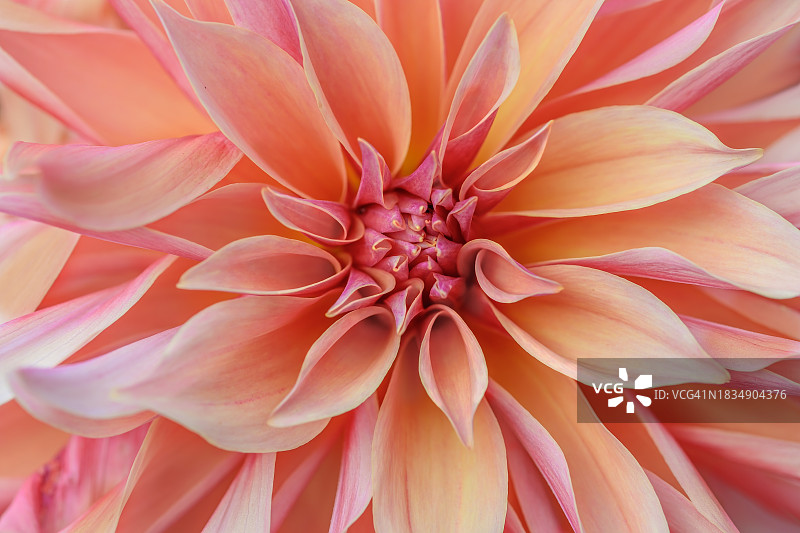 大丽花装饰迷宫正面特写图片素材