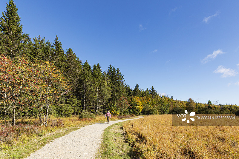 比利时列日省：在High Fens-Eifel自然公园步道上徒步的年长者图片素材