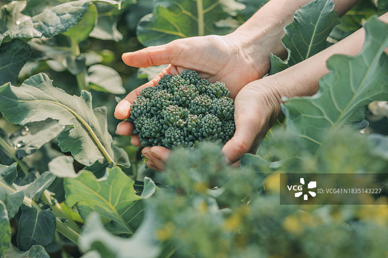 女人在菜园里拿着西兰花图片素材
