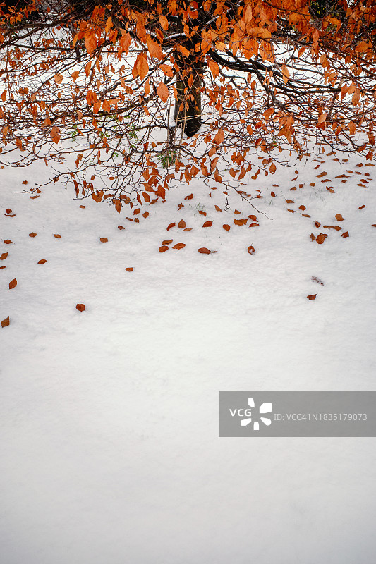 落叶与雪图片素材