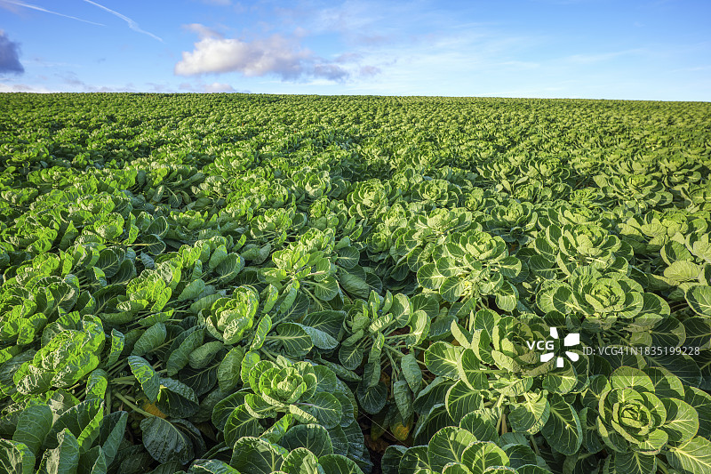 英国苏格兰：夏季广阔田野中生长的球芽甘蓝图片素材