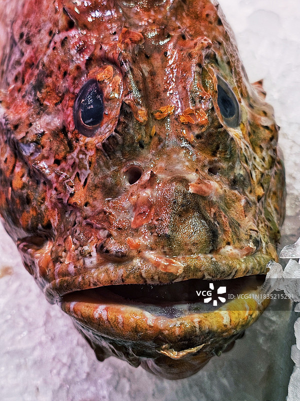 冰上的石斑鱼图片素材