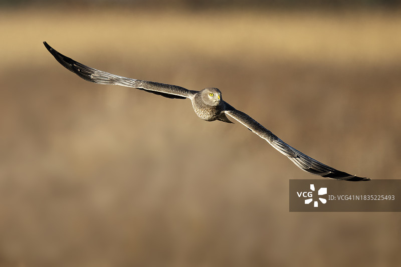 飞行中的白尾鹞图片素材