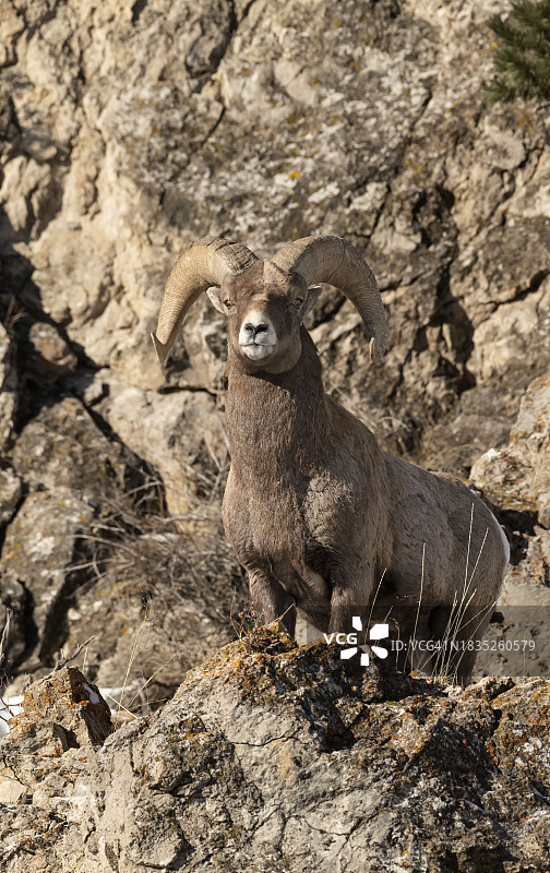 蒙大拿州黄石河的落基山大角羊图片素材