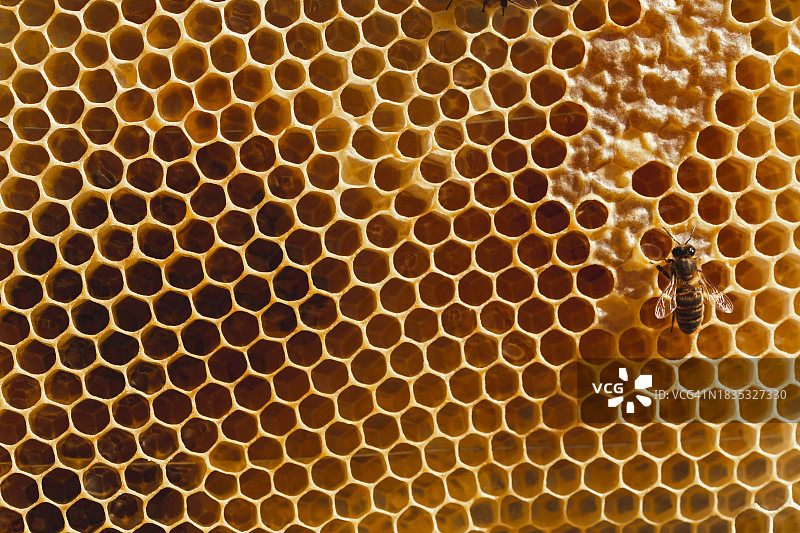 带有蜜蜂的六边形蜂窝图案图片素材