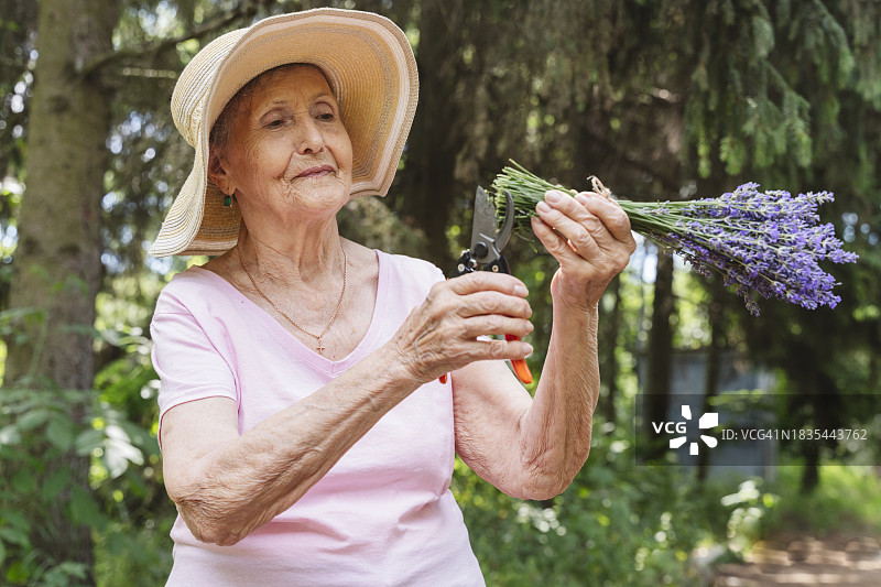 在公园修剪薰衣草花枝的年长妇女图片素材