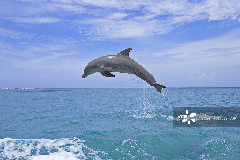 加勒比海跃起的宽吻海豚图片素材
