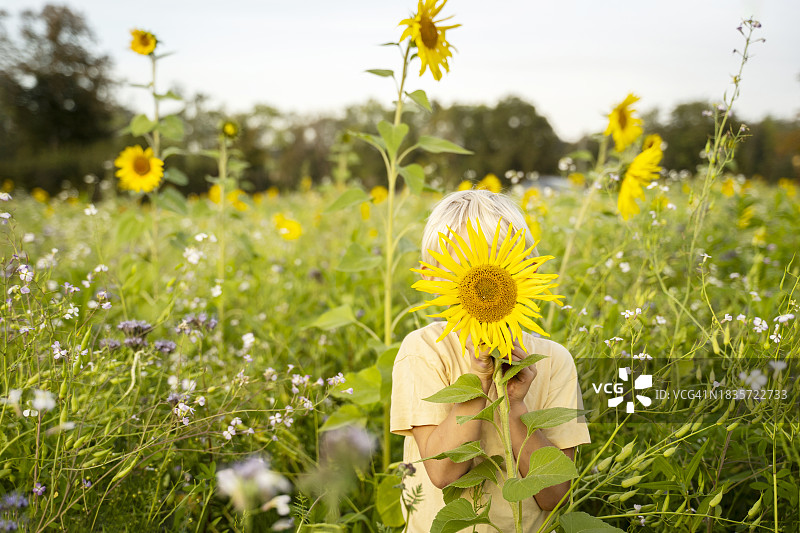 男孩在田野里用向日葵遮脸图片素材