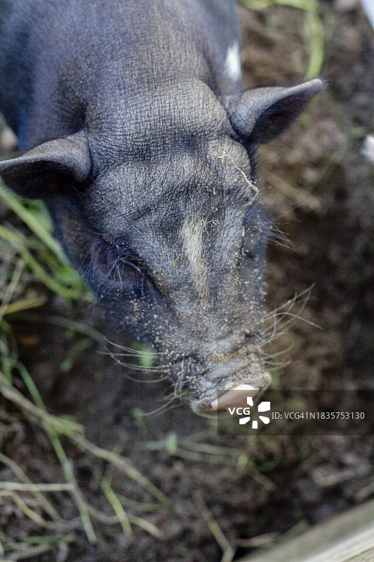 黑色小猪图片素材