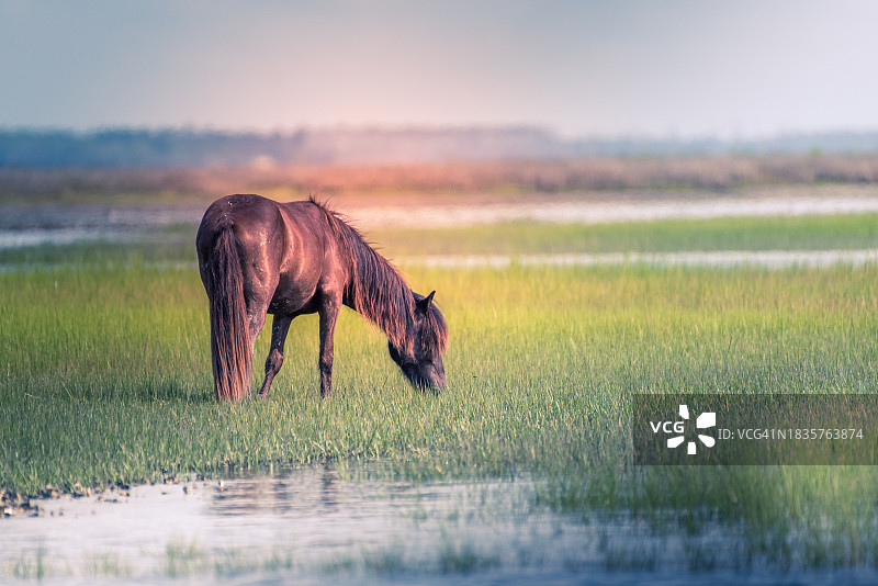 马站在美国北卡罗来纳州沙克尔福德班克斯田野上的侧面图图片素材