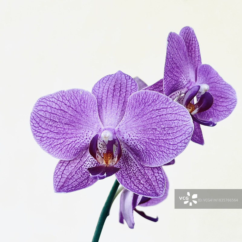 白色背景上的紫色兰花特写图片素材