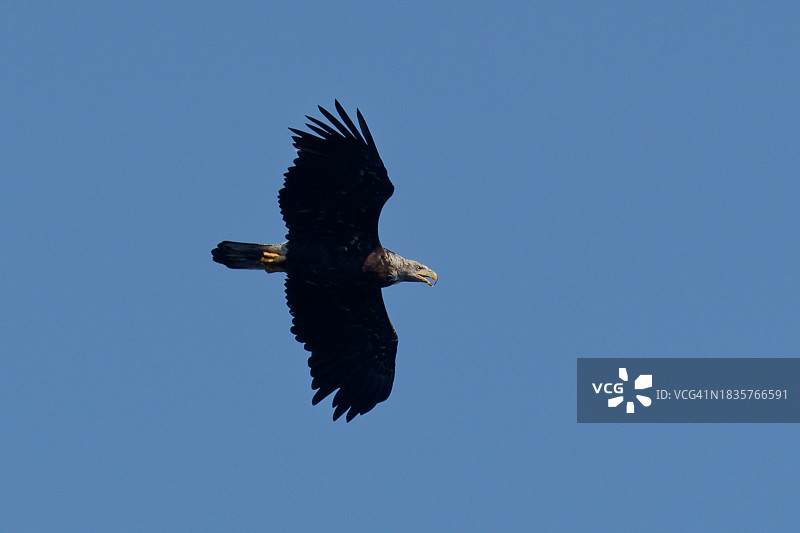美国新罕布什尔州诺斯伍德，蓝天下飞翔的秃鹰的低角度视角图片素材