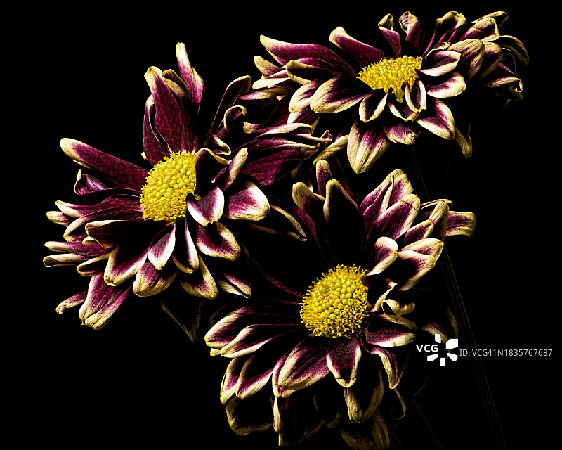 黑色背景下的花朵特写图片素材