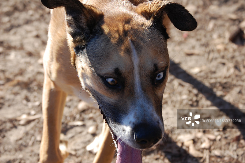 田野里狗的特写，佛罗伦萨，南卡罗来纳州，美国图片素材