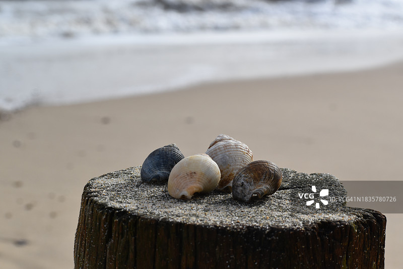 海滩上的椰子特写图片素材