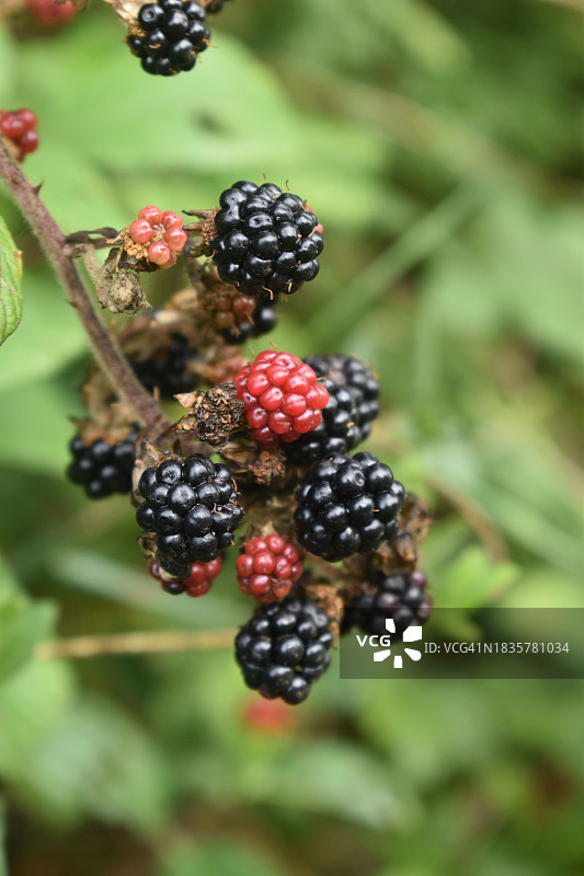 植物上生长的浆果特写图片素材