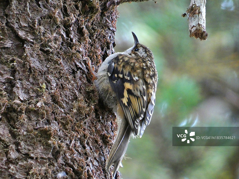 美国俄勒冈州海豹岩，一只八哥正在喂食幼鸟图片素材