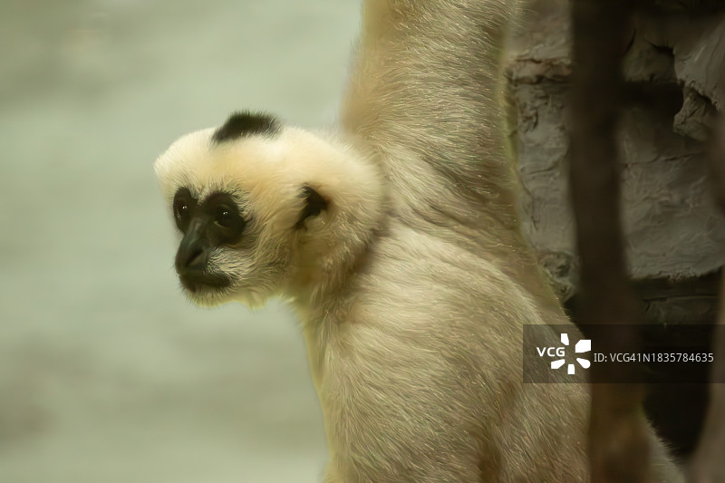 美国明尼苏达州苹果谷金丝猴特写图片素材