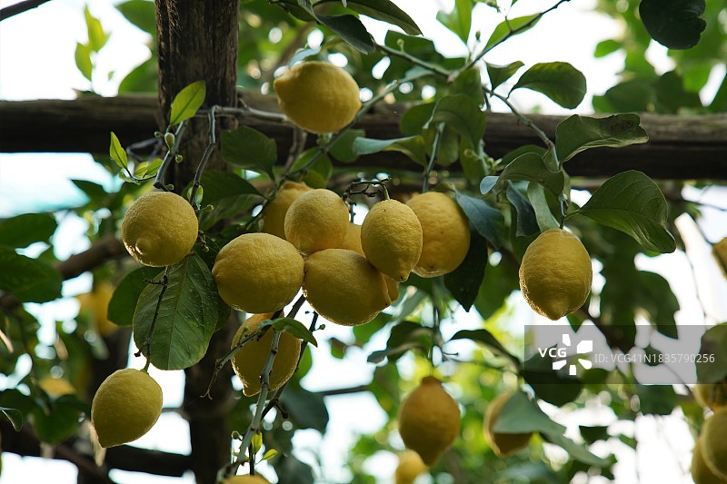 仰视树上生长的柠檬图片素材