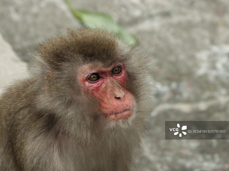日本猕猴特写图片素材